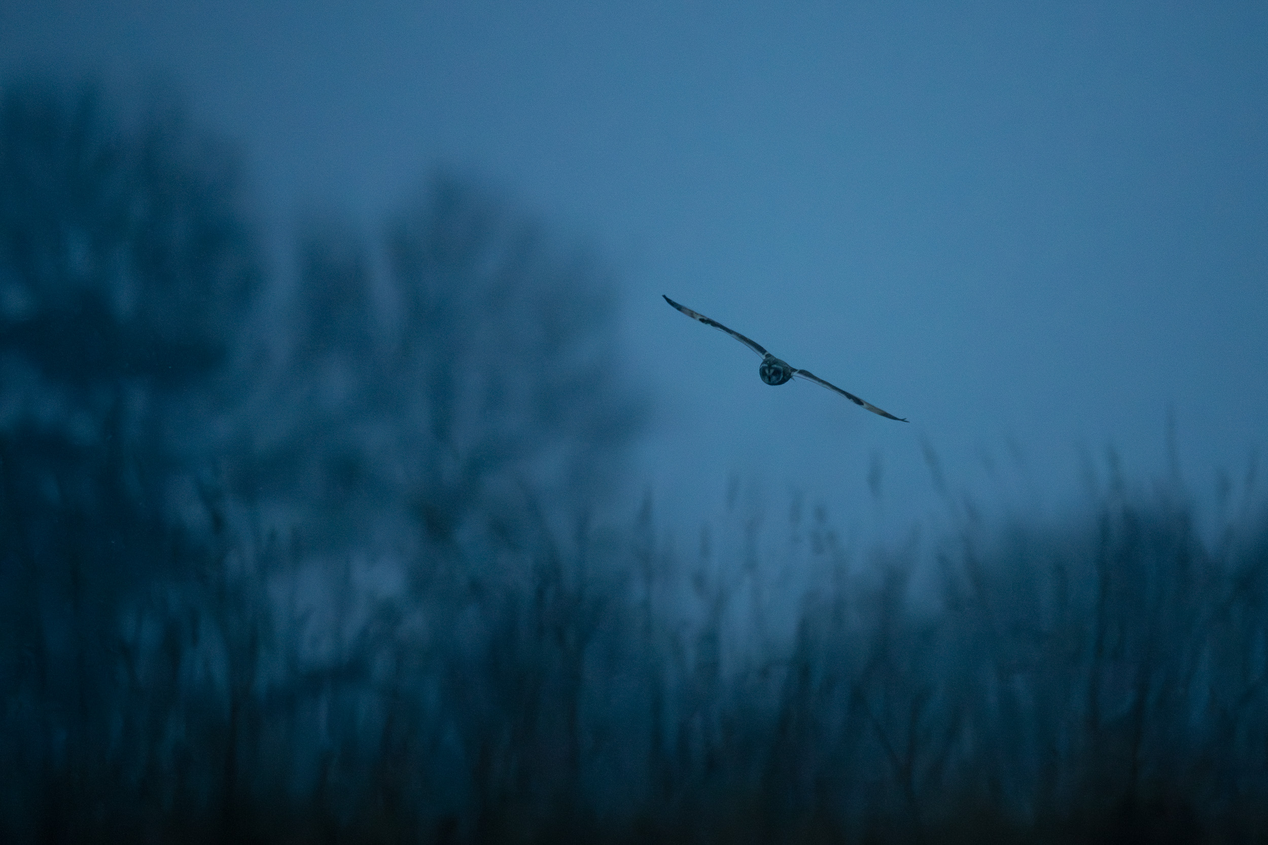 Feather photograph