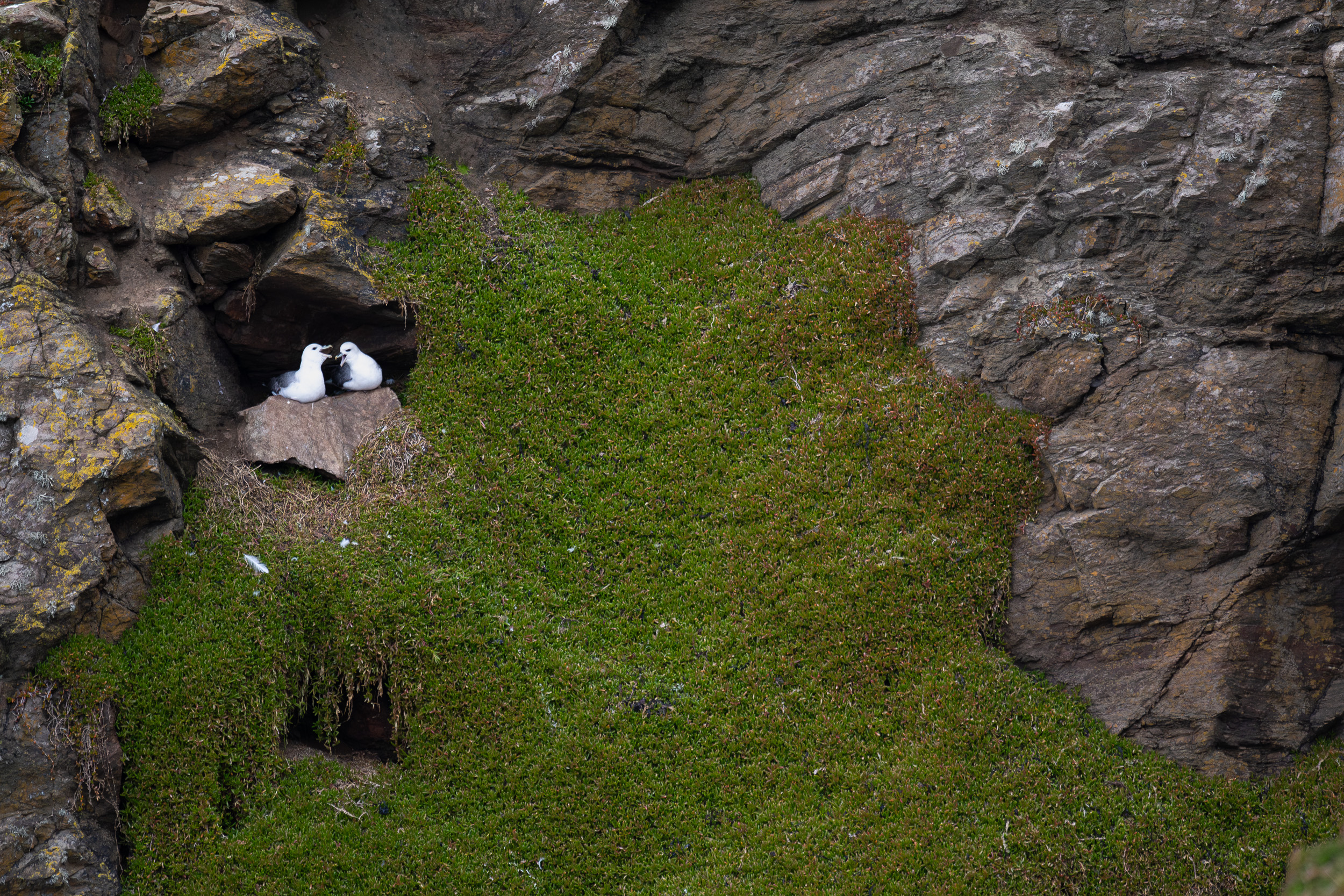 Fulmar pair
