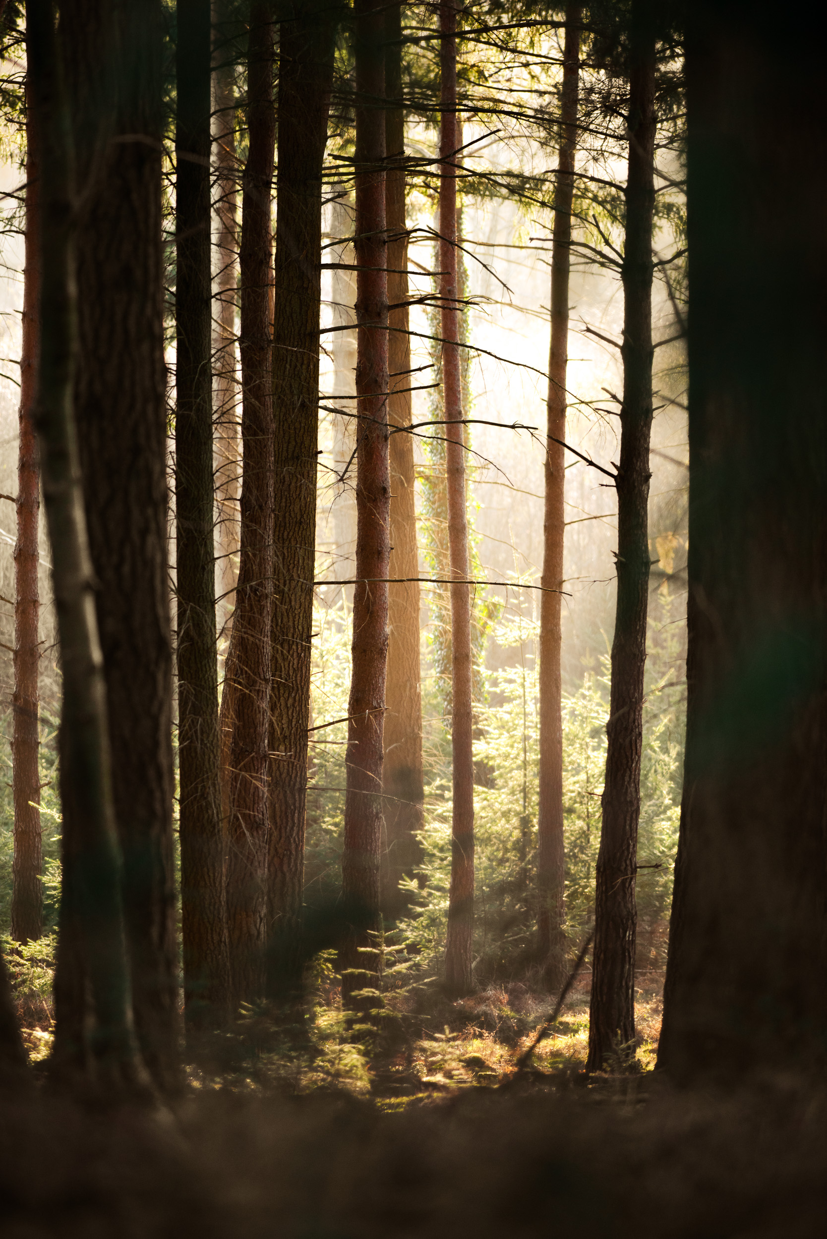 Landscape photograph