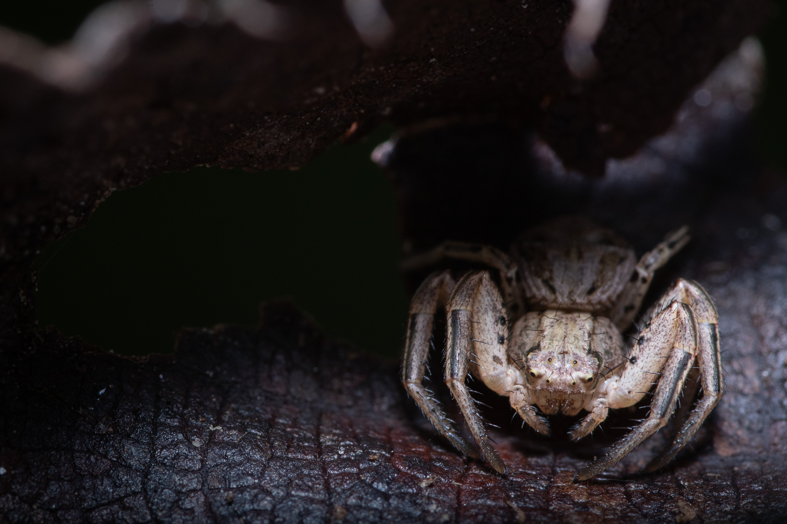 Macro photograph