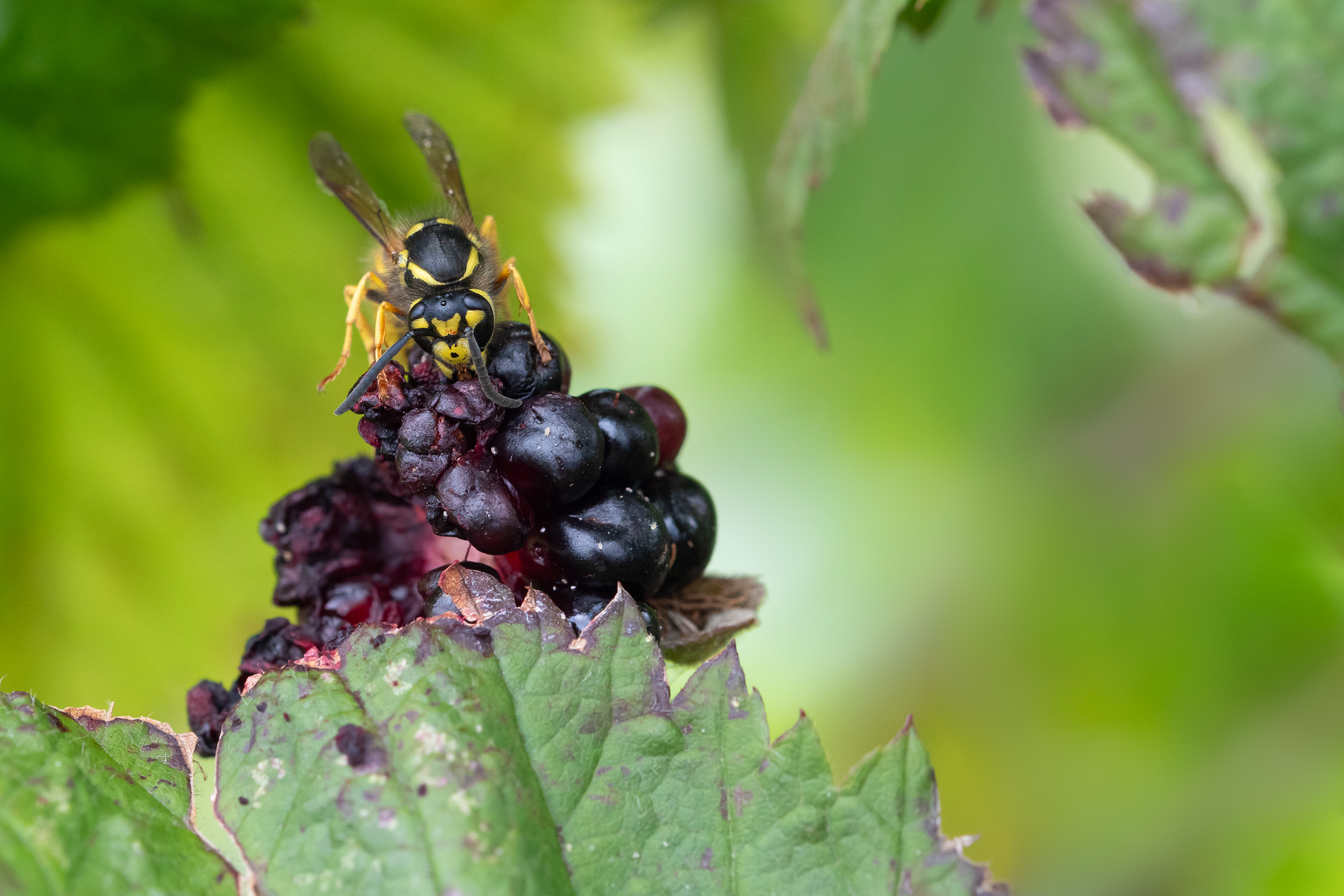 Macro photograph