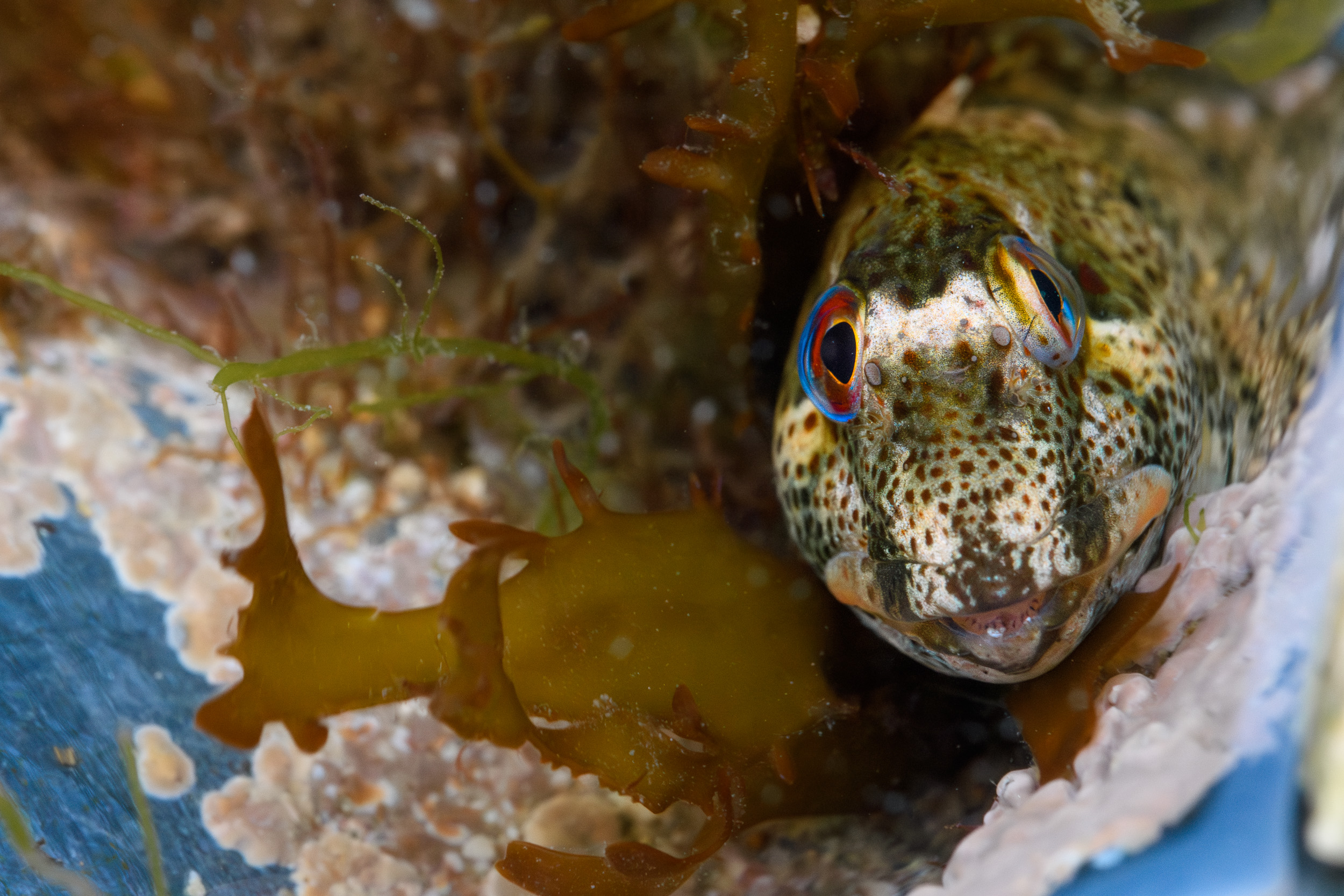 Rockpool Predator