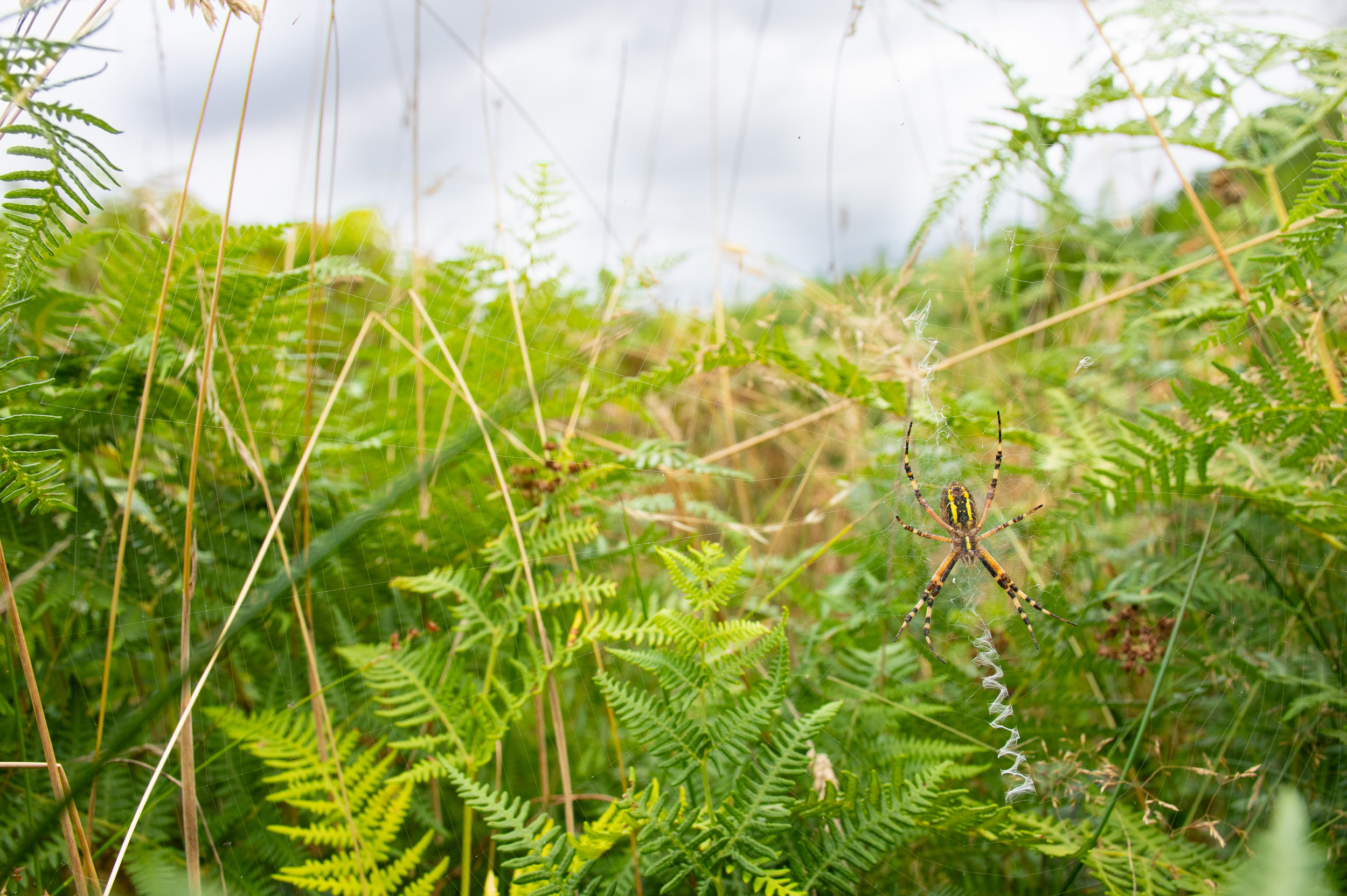 Wasp Spider's Lair