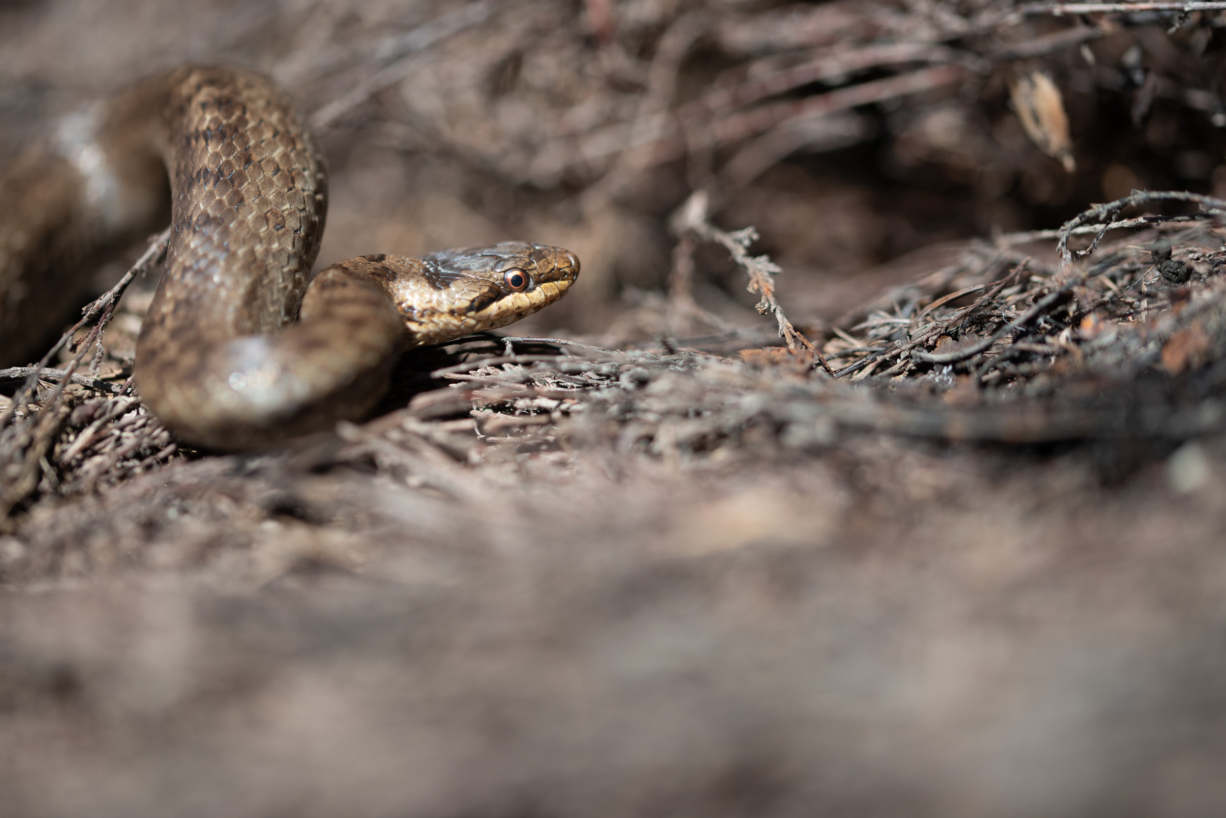 Scales photograph